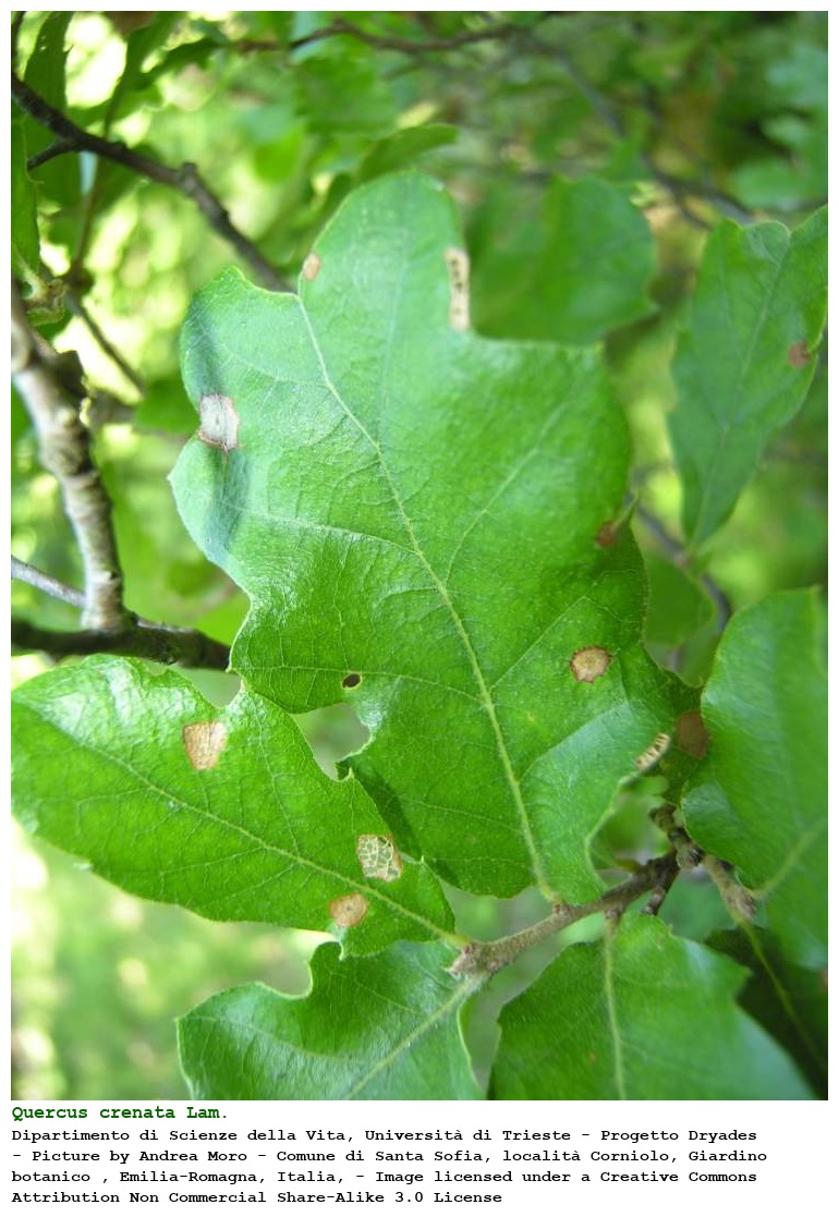 Quercus crenata Lam.